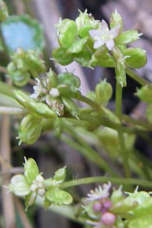 Hydrocotyle vulgaris \ Gewhnlicher Wassernabel, D Hassloch 14.8.2008