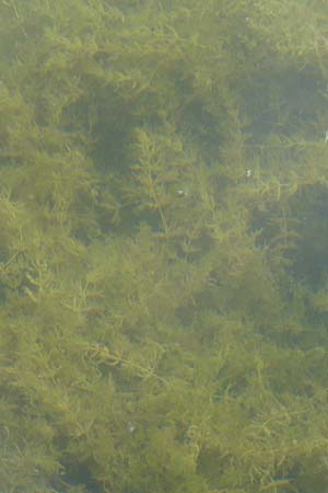 Myriophyllum spicatum \ hriges Tausendblatt / Spiked Water Milfoil, D Rheinstetten-Silberstreifen 26.7.2008