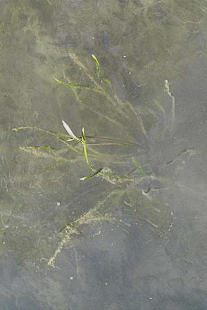 Alisma gramineum \ Gras-Froschlffel / Ribbon-Leaved Water-Plantain, D Altrip 16.7.2006