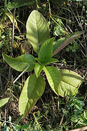 Phytolacca americana ? \ Amerikanische Kermesbeere, D Waghäusel 30.9.2006