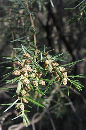 Juniperus communis \ Gewhnlicher Wacholder / Juniper, D Apfelberg 14.4.2007