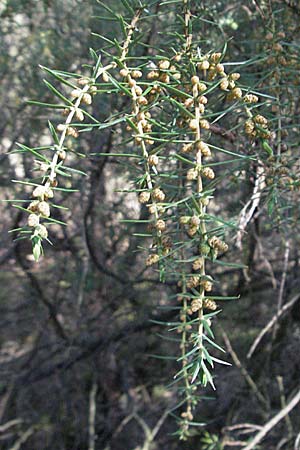 Juniperus communis \ Gewhnlicher Wacholder, D Apfelberg 14.4.2007