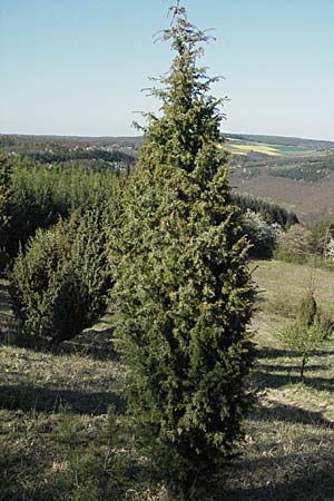 Juniperus communis \ Gewhnlicher Wacholder / Juniper, D Apfelberg 14.4.2007