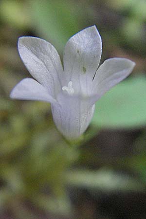 Wahlenbergia hederacea \ Efeu-Moorglckchen, D Mörfelden-Walldorf 6.8.2007