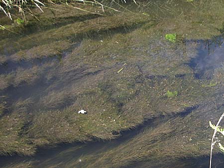 Zannichellia palustris \ Teichfaden / Horned Pondweed, D Neupotz 10.7.2008