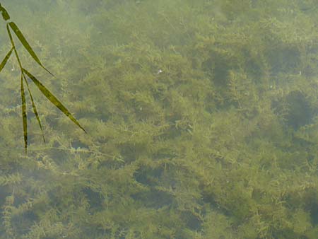 Myriophyllum spicatum \ hriges Tausendblatt / Spiked Water Milfoil, D Rheinstetten-Silberstreifen 26.7.2008