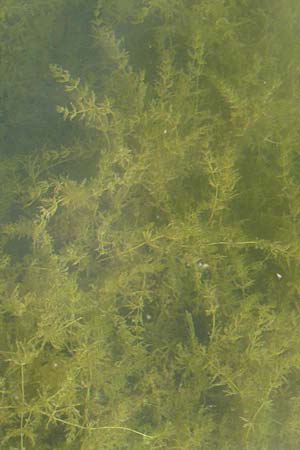 Myriophyllum spicatum \ hriges Tausendblatt / Spiked Water Milfoil, D Rheinstetten-Silberstreifen 26.7.2008