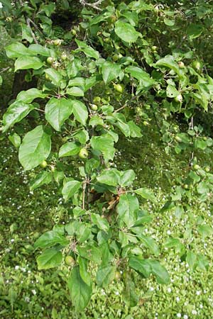 Malus sylvestris \ Holz-Apfel, Wild-Apfel / Crab Apple, D Solnhofen 5.6.2012