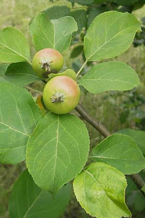 Malus sylvestris \ Holz-Apfel, Wild-Apfel, D Wellheim im Urdonautal 6.6.2012