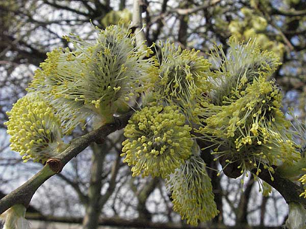 Salix caprea \ Sal-Weide / Goat Willow, D Weinheim an der Bergstraße 10.3.2007