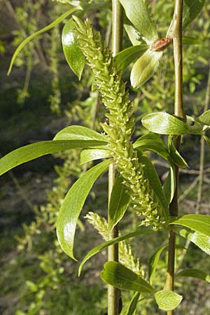 Salix alba \ Silber-Weide / White Willow, D Mannheim 26.3.2007