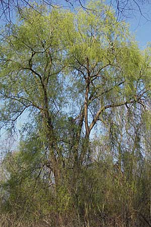 Salix alba, Silber-Weide