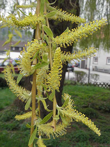 Salix alba x babylonica \ Trauer-Weide, D Weinheim an der Bergstraße 31.3.2007