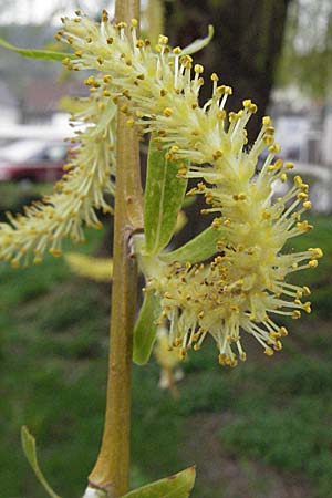 Salix alba x babylonica \ Trauer-Weide / Golden Weeping Willow, D Weinheim an der Bergstraße 31.3.2007