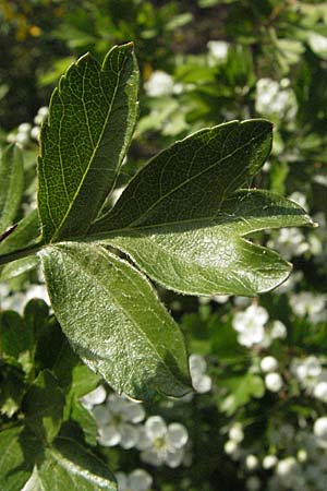 Crataegus monogyna / Hawthorn, D Hemsbach 19.4.2007