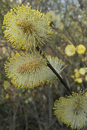 Salix aurita \ Ohr-Weide, D Villingen-Schwenningen 21.4.2007