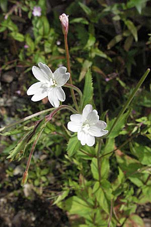 Epilobium montanum, Broad-Leaved Willowherb