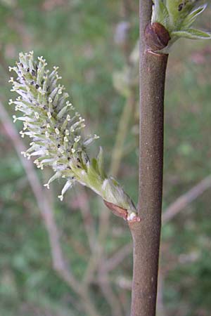 Salix cinerea \ Grau-Weide, Asch-Weide, D Weinheim an der Bergstraße 31.3.2008