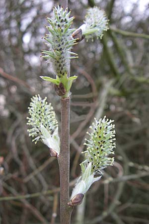 Salix cinerea \ Grau-Weide, Asch-Weide / Grey Willow, D Weinheim an der Bergstraße 31.3.2008