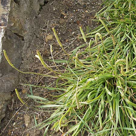 Plantago maritima \ Strand-Wegerich / Sea Plantain, D Bad Nauheim 11.7.2009