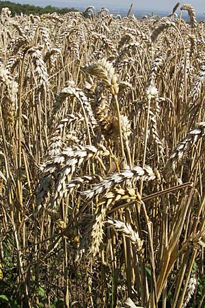 Triticum aestivum / Bread Wheat, D Neuleiningen 1.8.2009