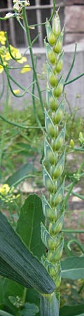 Triticum aestivum / Bread Wheat, D Mannheim 5.6.2013