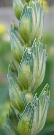 Triticum aestivum / Bread Wheat, D Mannheim 5.6.2013