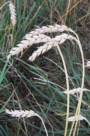 Triticum aestivum \ Saat-Weizen, Weich-Weizen / Bread Wheat, D Wiesloch 13.8.2013