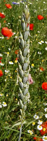 Triticum aestivum \ Saat-Weizen, Weich-Weizen, D Abensberg 13.6.2014