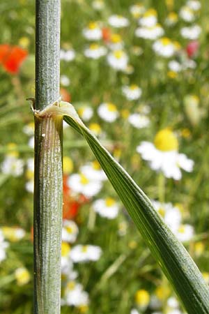 Triticum aestivum / Bread Wheat, D Abensberg 13.6.2014