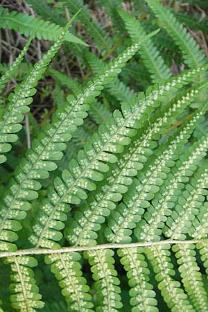 Dryopteris filix-mas \ Gewhnlicher Wurmfarn, Mnner-Farn / Male Fern, D Weinheim an der Bergstraße 19.5.2009