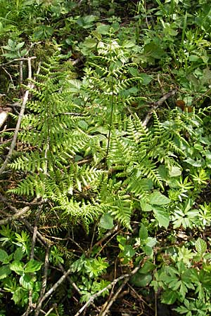 Dryopteris dilatata \ Breitblttriger Dornfarn, Groer Dornfarn / Broad Buckler Fern, D Kempten 22.5.2009