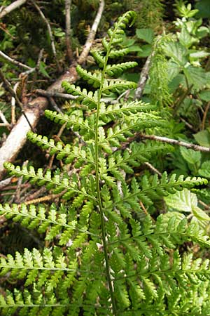 Dryopteris dilatata \ Breitblttriger Dornfarn, Groer Dornfarn, D Kempten 22.5.2009