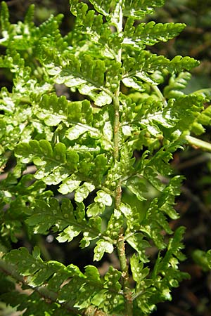 Dryopteris dilatata \ Breitblttriger Dornfarn, Groer Dornfarn / Broad Buckler Fern, D Kempten 22.5.2009