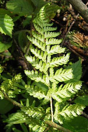 Dryopteris dilatata \ Breitblttriger Dornfarn, Groer Dornfarn, D Kempten 22.5.2009