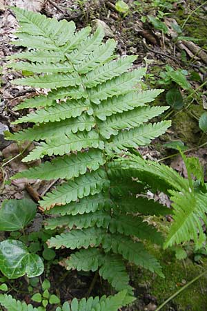 Dryopteris filix-mas \ Gewhnlicher Wurmfarn, Mnner-Farn / Male Fern, D Bruchsal 21.6.2009