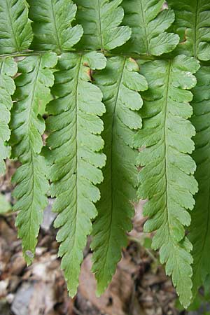 Dryopteris filix-mas \ Gewhnlicher Wurmfarn, Mnner-Farn / Male Fern, D Bruchsal 21.6.2009