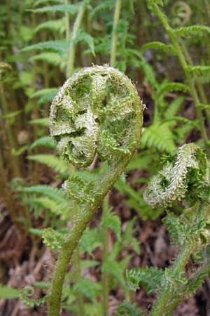 Dryopteris filix-mas \ Gewhnlicher Wurmfarn, Mnner-Farn / Male Fern, D Heppenheim-Sonderbach 15.5.2013