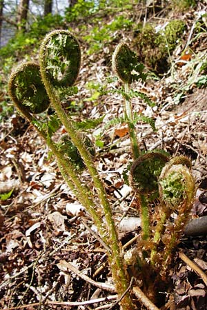 Dryopteris filix-mas \ Gewhnlicher Wurmfarn, Mnner-Farn / Male Fern, D Obernzell an der Donau 30.3.2014