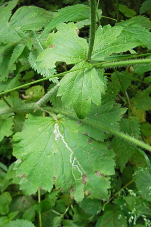 Ranunculus lanuginosus / Woolly-Leaved Buttercup, D Wutach - Gorge 12.6.2011