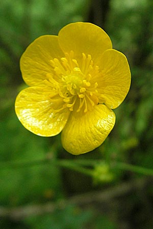 Ranunculus lanuginosus \ Wolliger Hahnenfu / Woolly-Leaved Buttercup, D Wutach - Schlucht / Gorge 12.6.2011