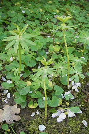 Eranthis hyemalis \ Winterling / Winter Aconite, D Bad Nauheim 20.4.2009