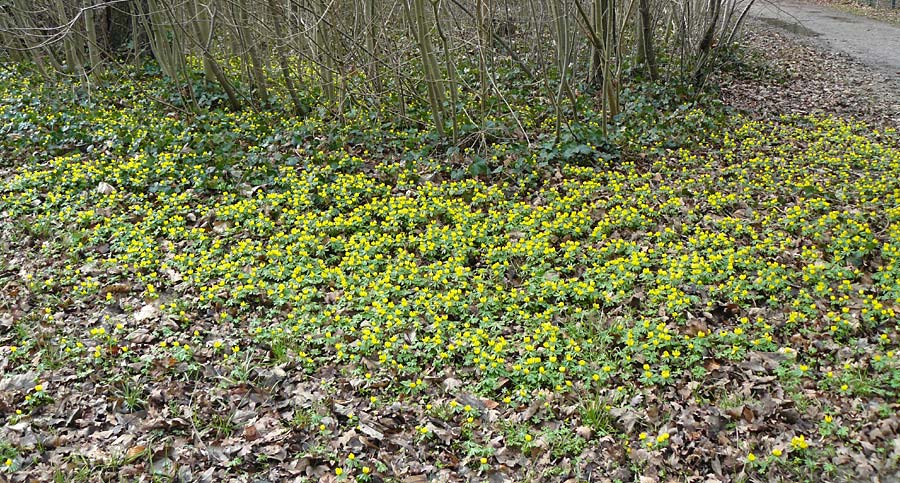 Eranthis hyemalis \ Winterling / Winter Aconite, D Ludwigshafen 16.2.2014