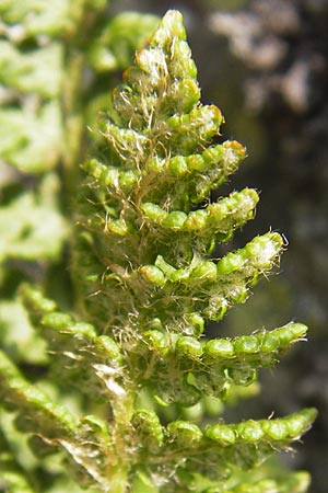 Woodsia ilvensis \ Sdlicher Wimperfarn / Oblong Woodsia, Rusty Woodsia, D Rhön, Milseburg 6.7.2013