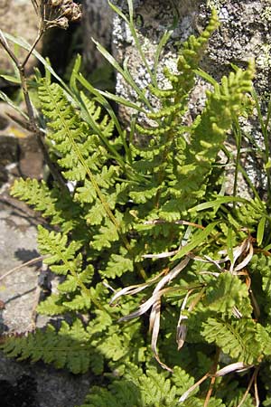 Woodsia ilvensis \ Sdlicher Wimperfarn, D Rhön, Milseburg 6.7.2013