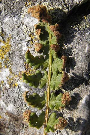 Woodsia ilvensis \ Sdlicher Wimperfarn / Oblong Woodsia, Rusty Woodsia, D Rhön, Milseburg 27.7.2013