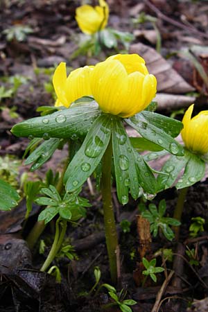 Eranthis hyemalis / Winter Aconite, D Ludwigshafen 16.2.2014