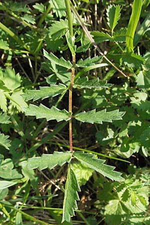 Sanguisorba minor / Salad Burnet, D Bruchsal 11.5.2006