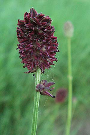 Sanguisorba officinalis \ Groer Wiesenknopf / Great Burnet, D Mannheim 24.7.2006