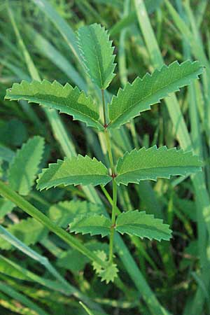 Sanguisorba officinalis \ Groer Wiesenknopf / Great Burnet, D Mannheim 24.7.2006